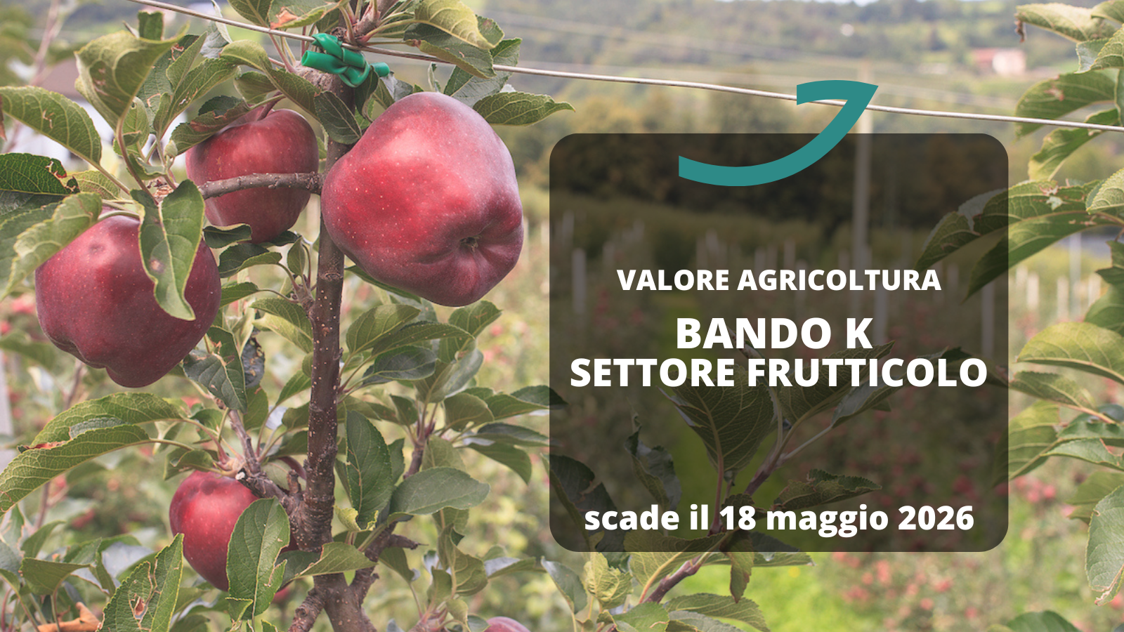 valore agricoltura bando k settore frutticolo
